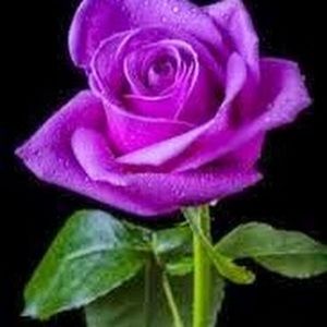 Meet your Posher, Jacqueline